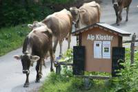 K&uuml;he kommen zum melken